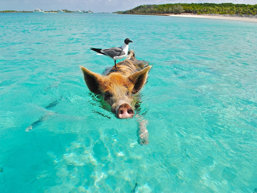 夏休み,豚,キュート,かわいい,海